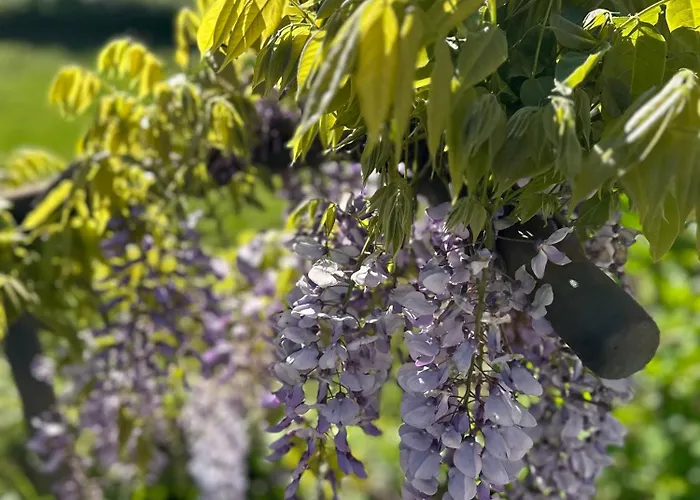 Adelaide Lakeview Όπως